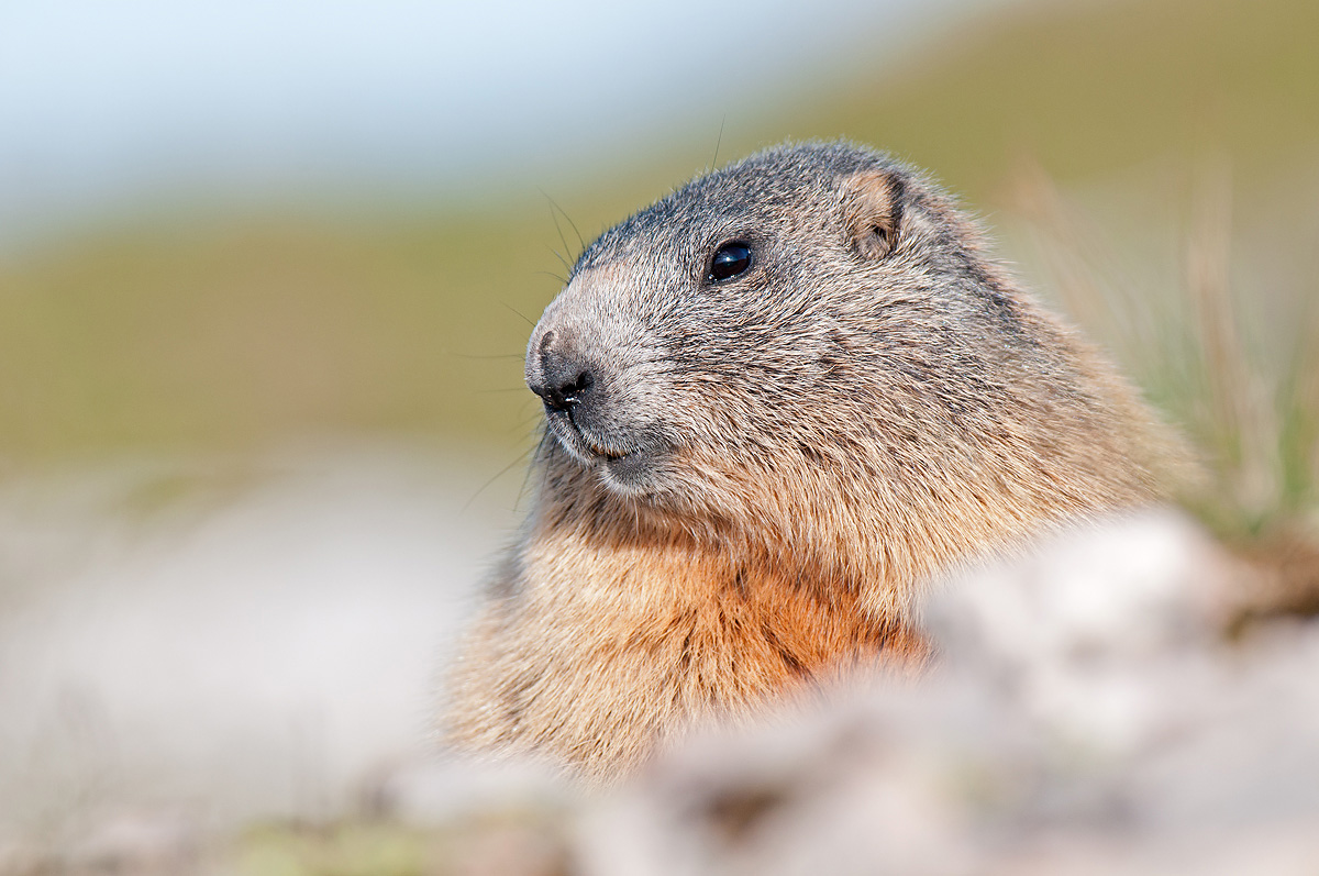 Marmot