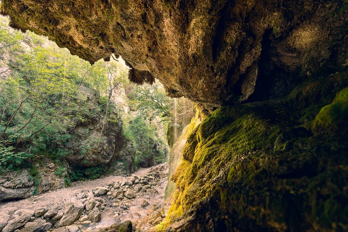 Contrasts in the green