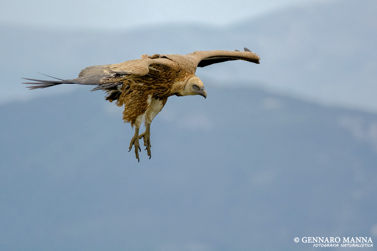 Grifone (Gyps fulvus)