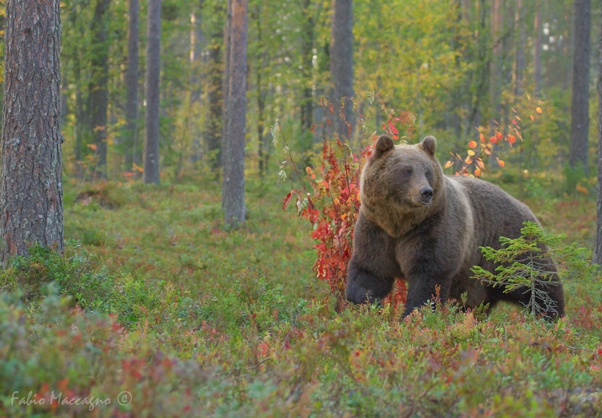 La bellezza dell'autunno