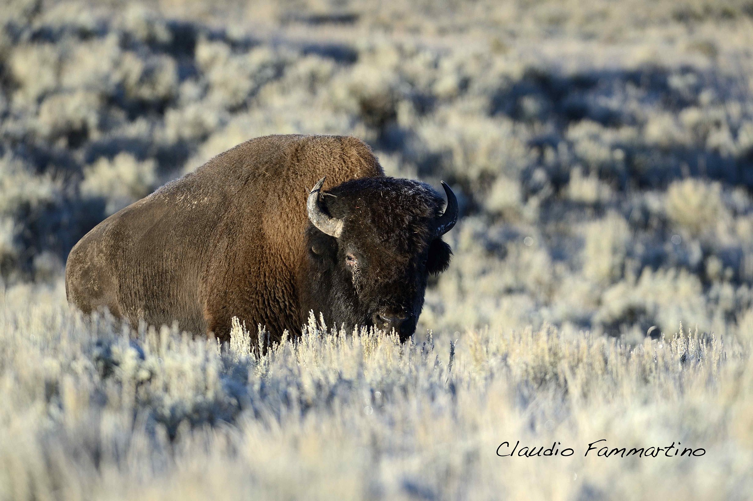 Bison at sunrise