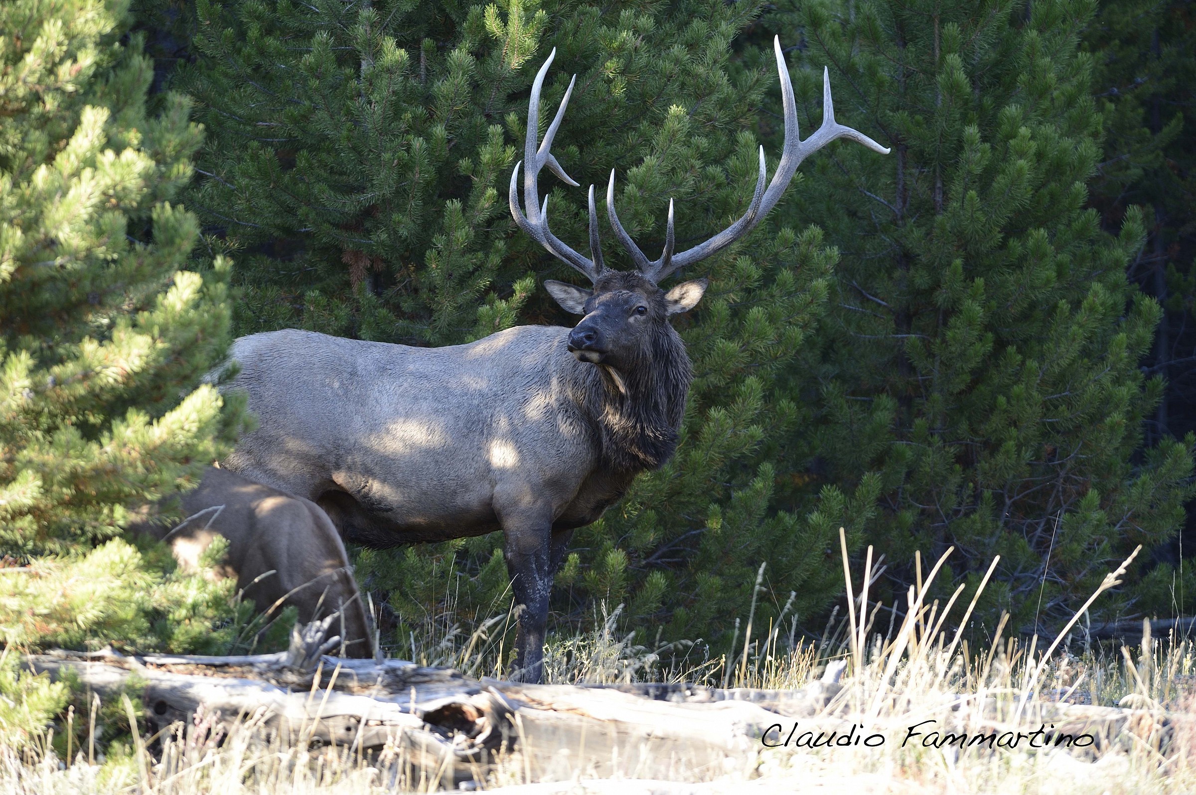Wapiti