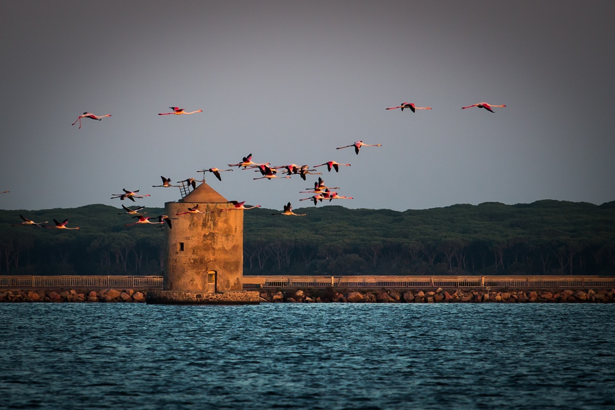 Flamingos in Orbetello