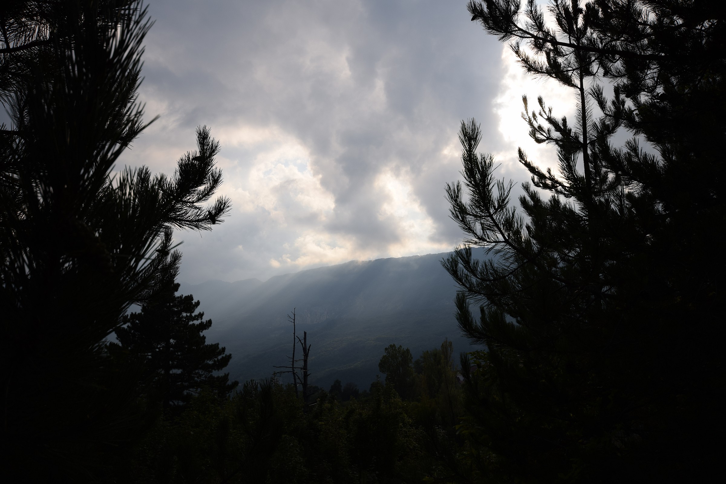 From the passage of Brallo