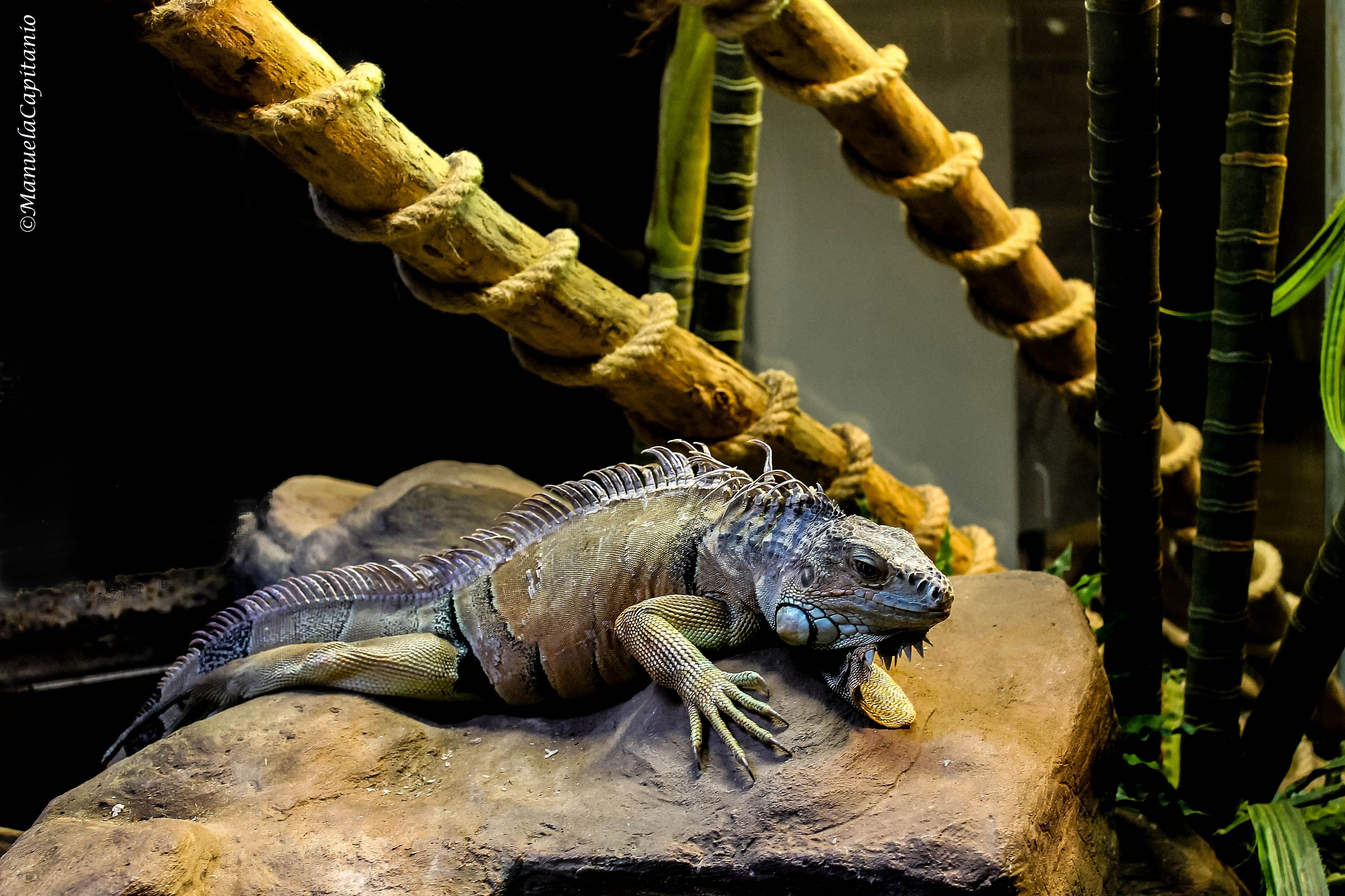 Iguana