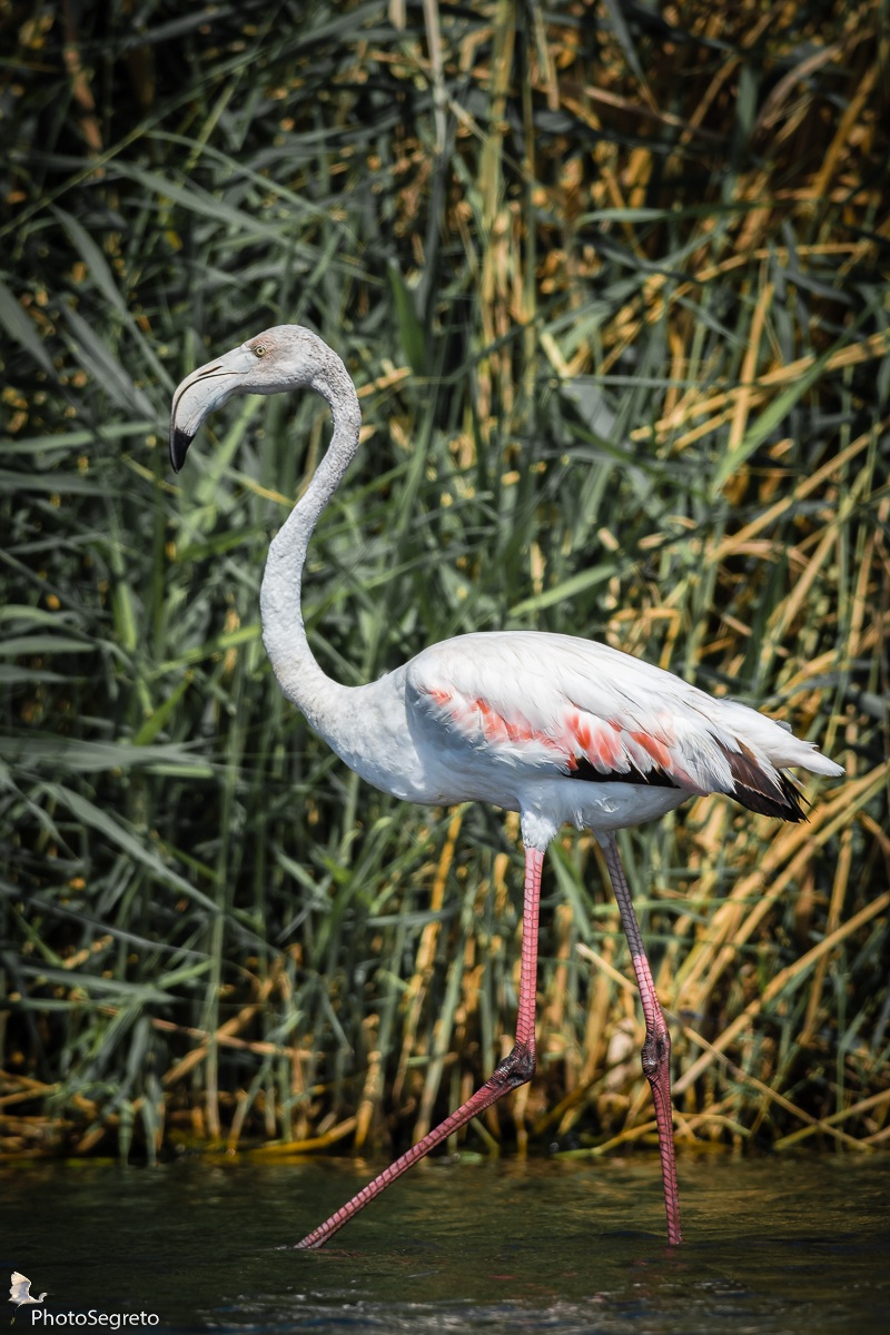 A spasso nel canneto....