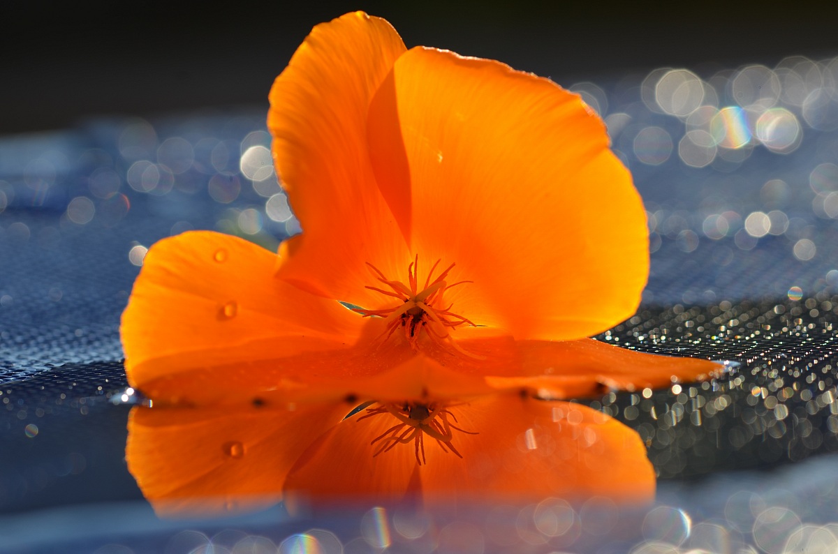 I colori dell' estate .....