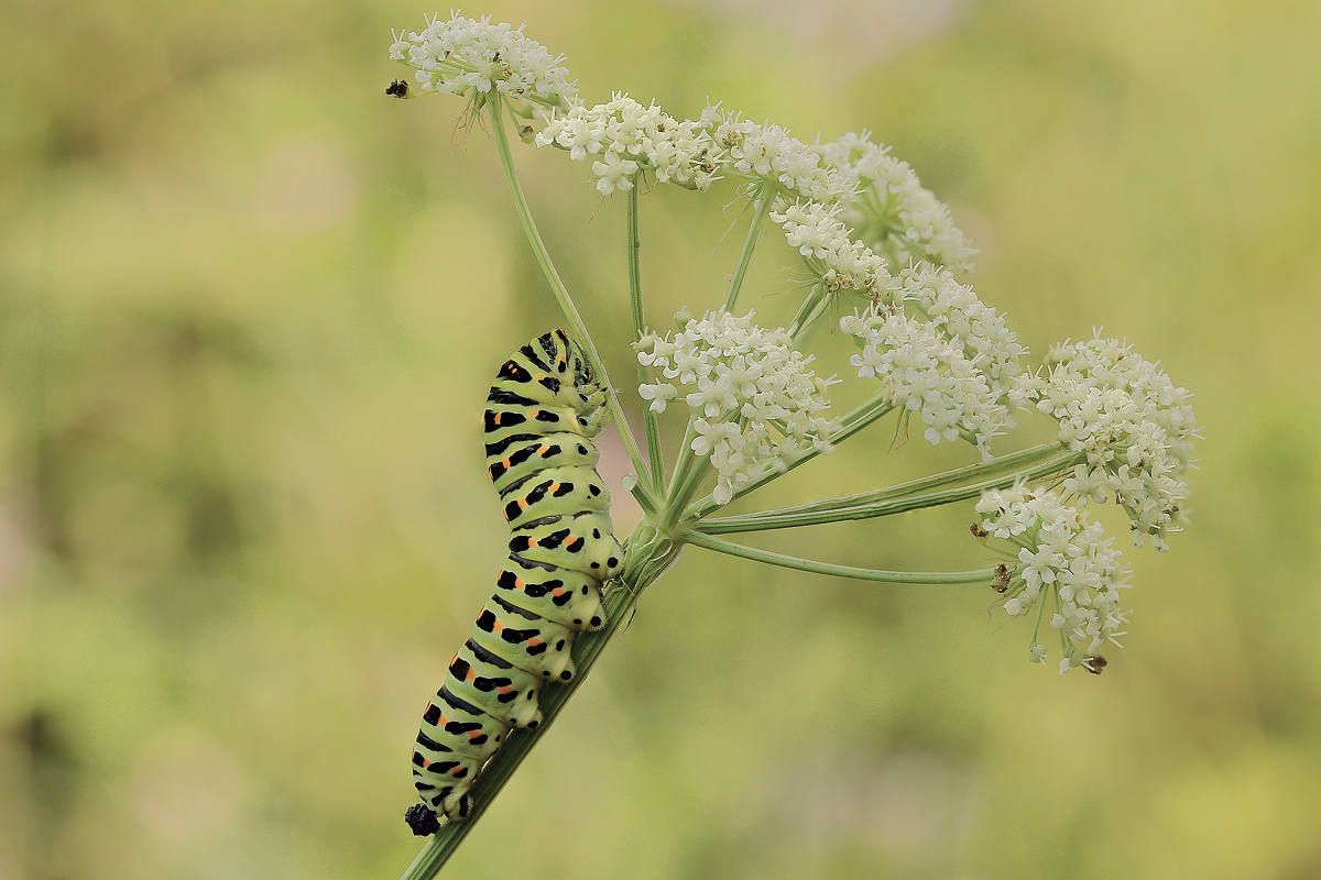 also the caterpillars make their poo