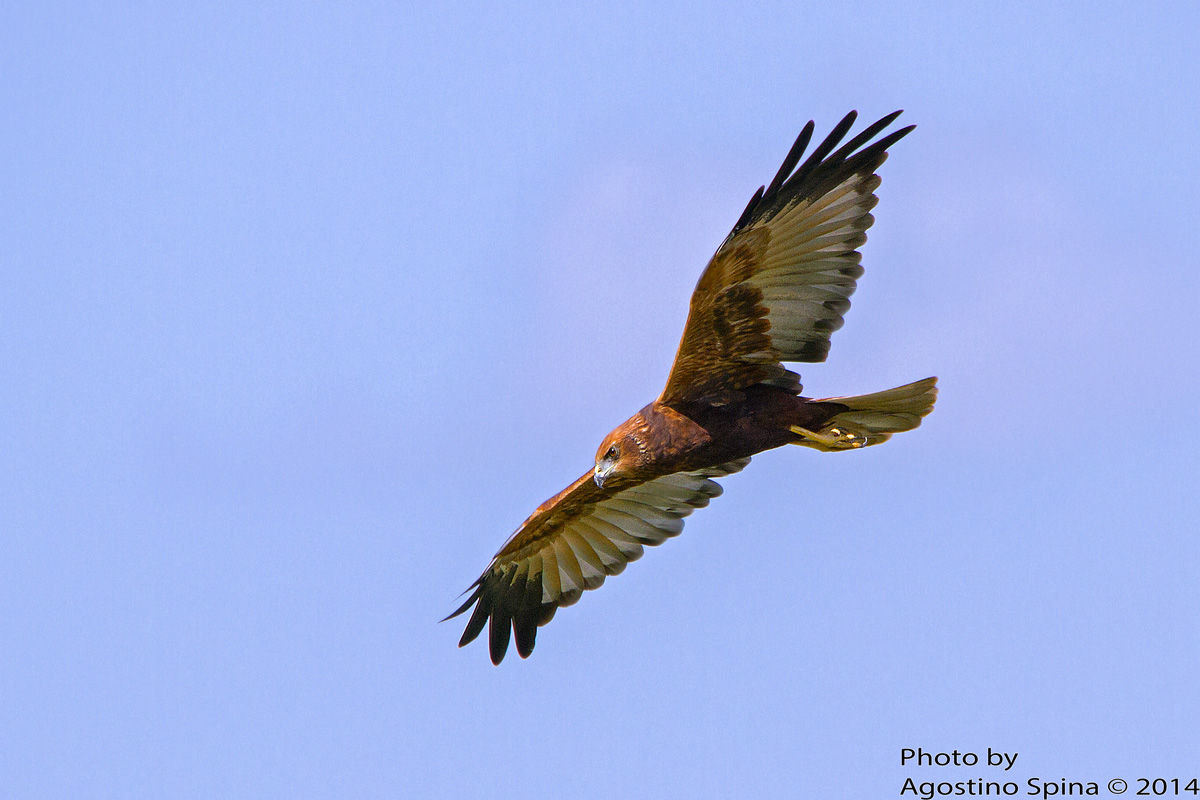 Marsh Harrier male