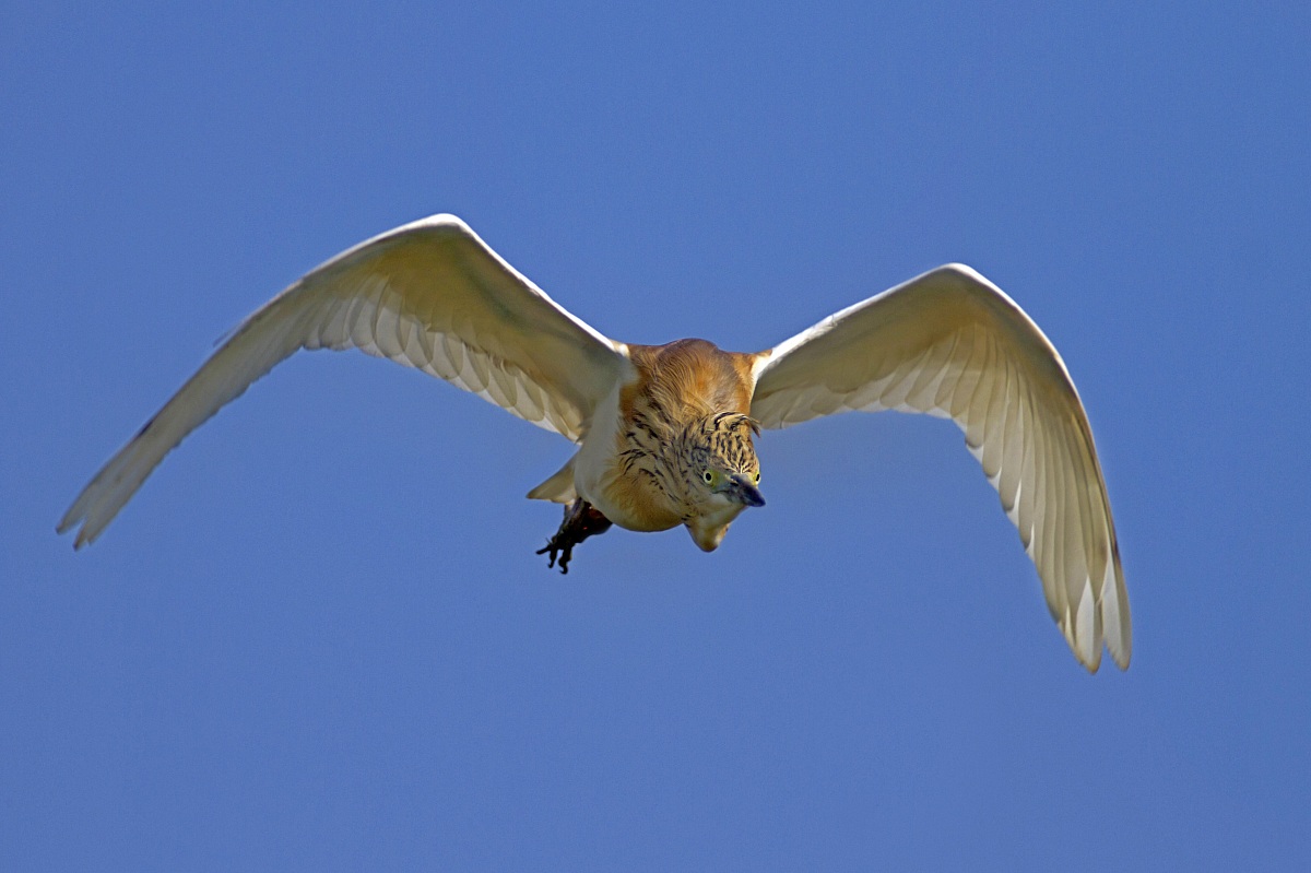 Sgarza ciuffetto in volo