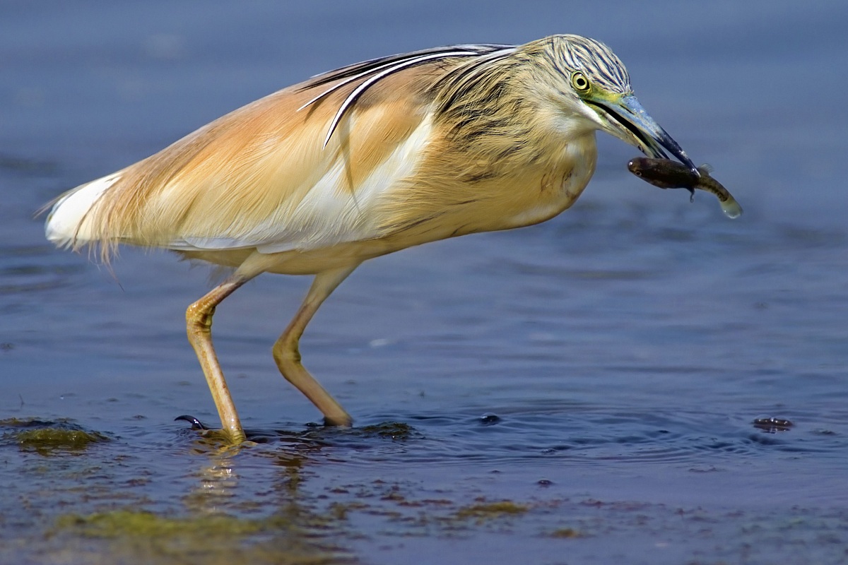 Sgarza ciuffetto con gambusia