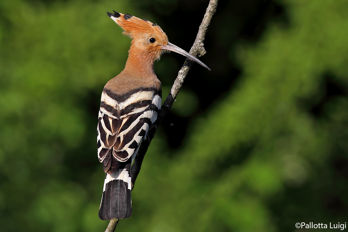 Hoopoe (Hoopoe Upupa)