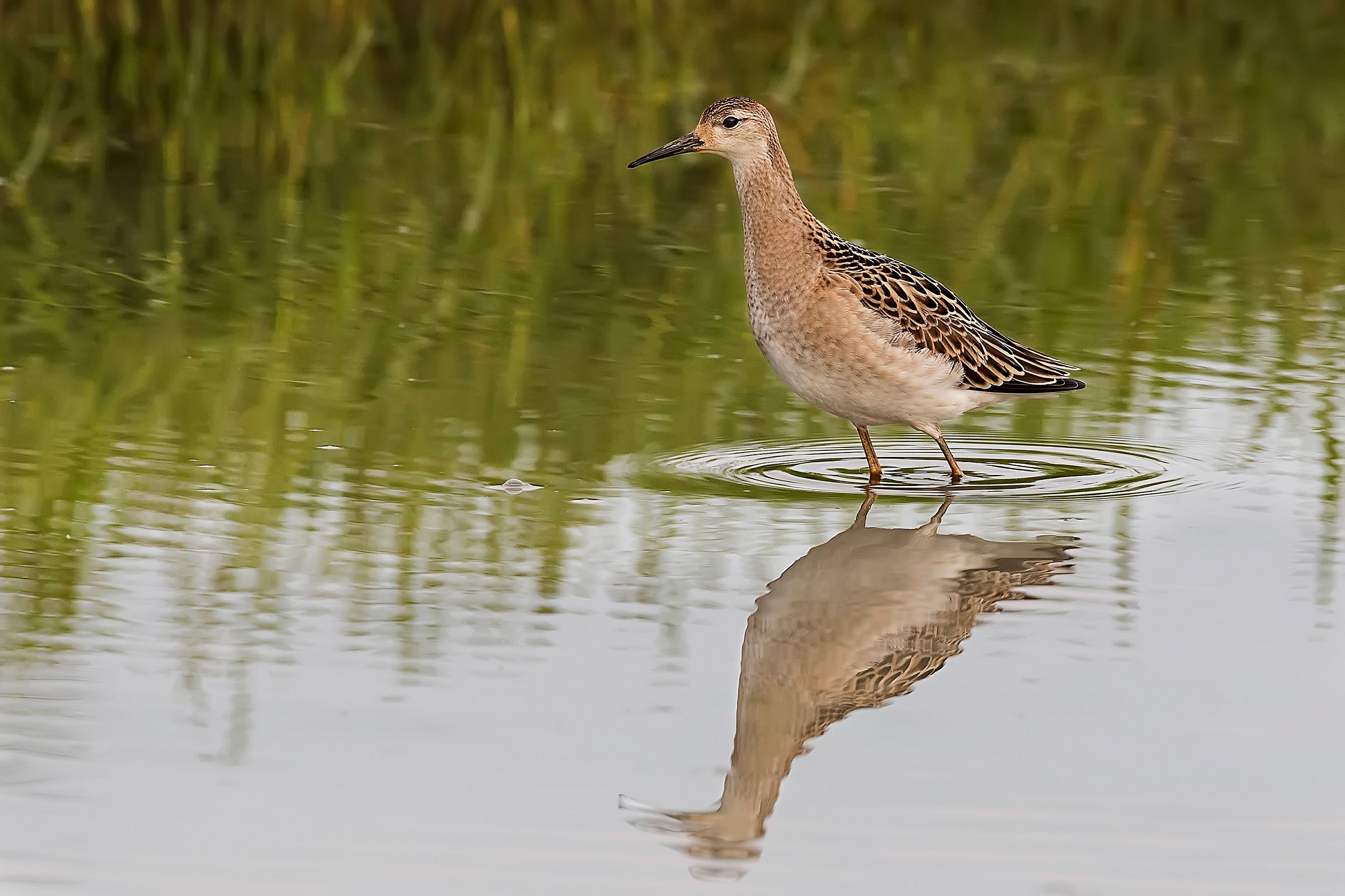 Fighter in the early morning