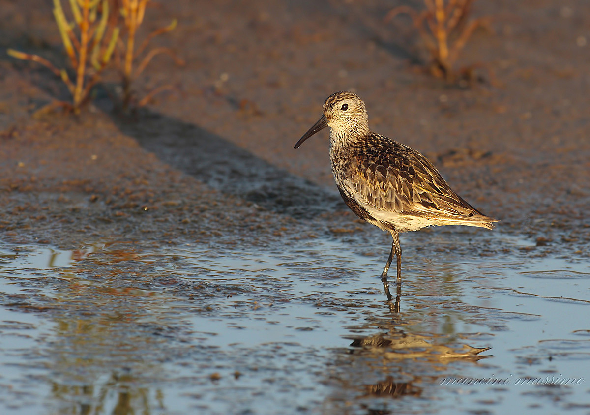 piovanello pancianera(Calidris alpina)