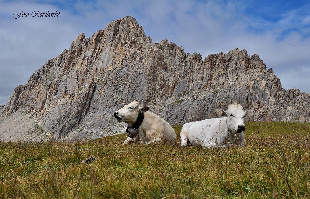 Ruminando alla Meja...