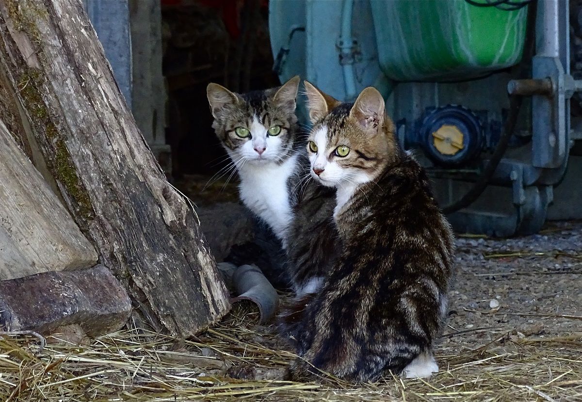 i fratelli della capitana