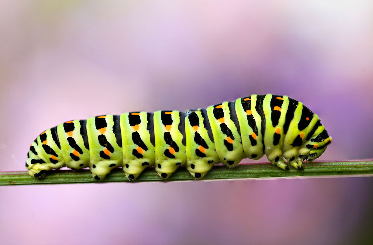 prima prova di focus stacking