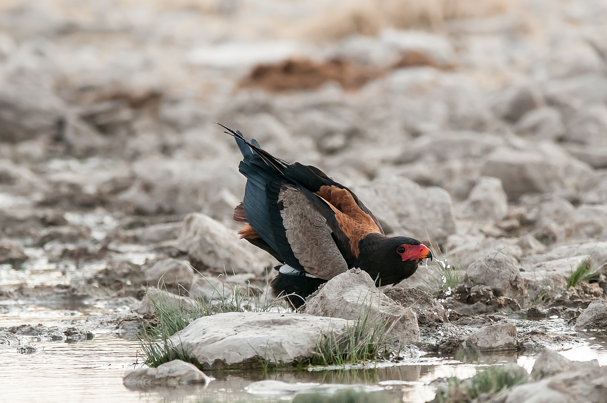 Falco giocoliere africano