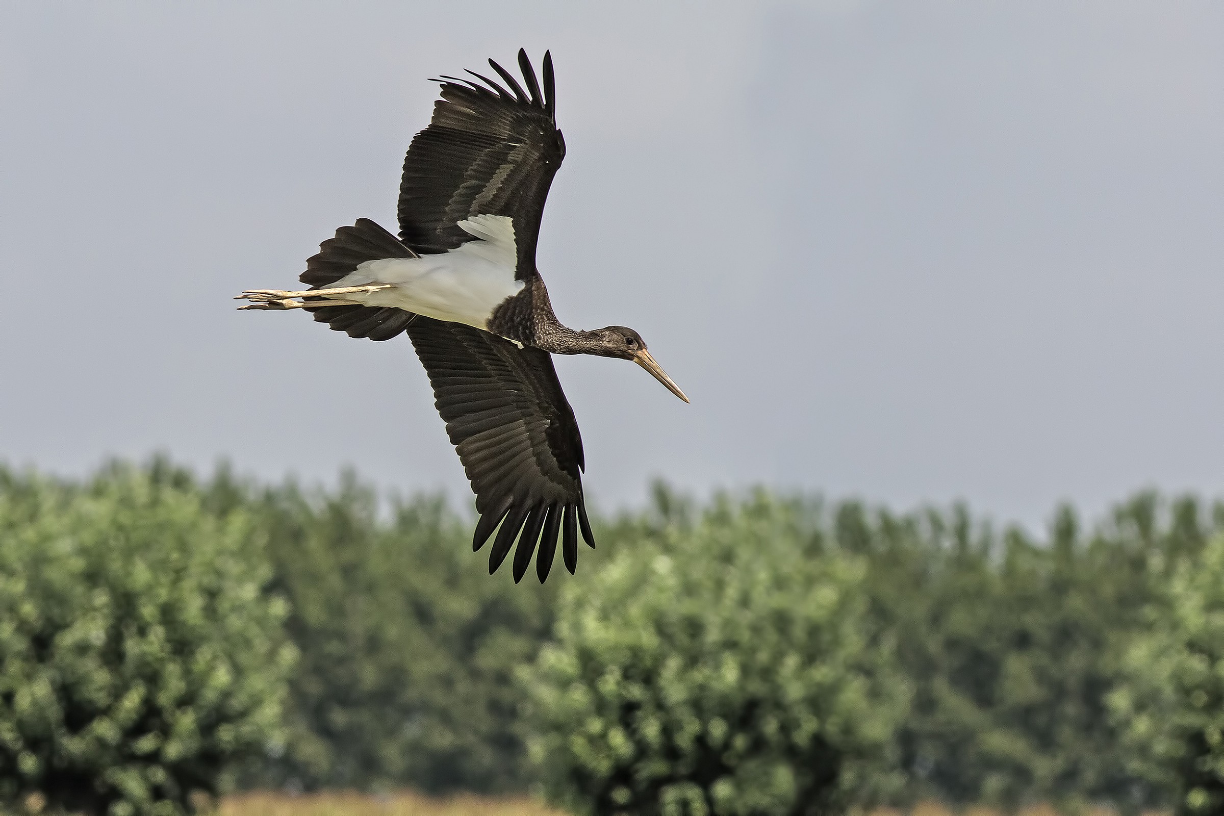 Black Stork juv