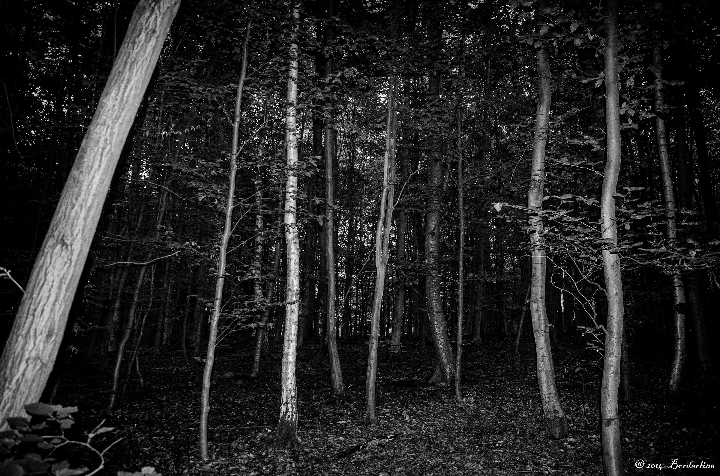 sentiero.Foret de Soignes