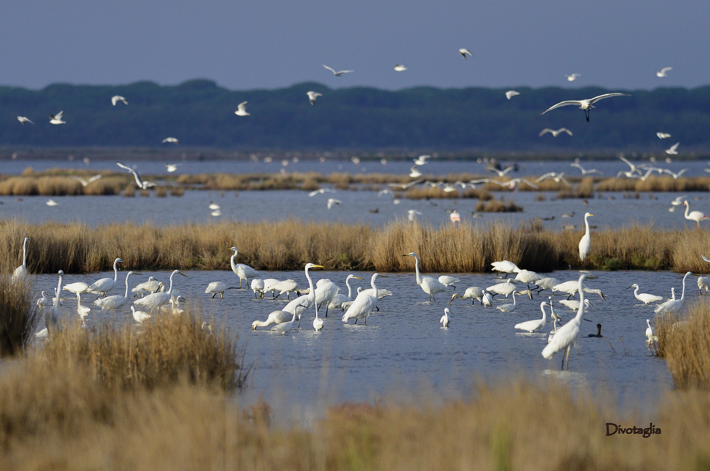 New arrivals to the "Diaccia Botrona"