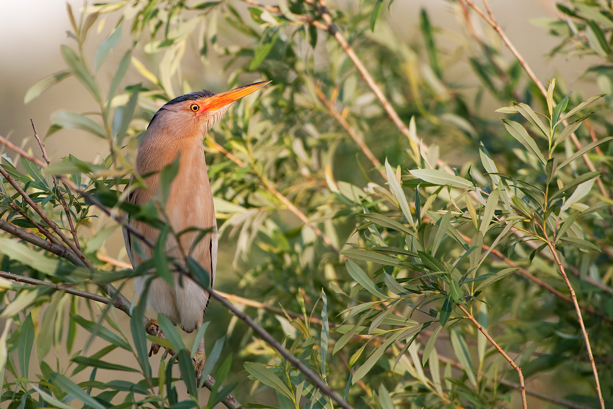 bittern last rays of sun