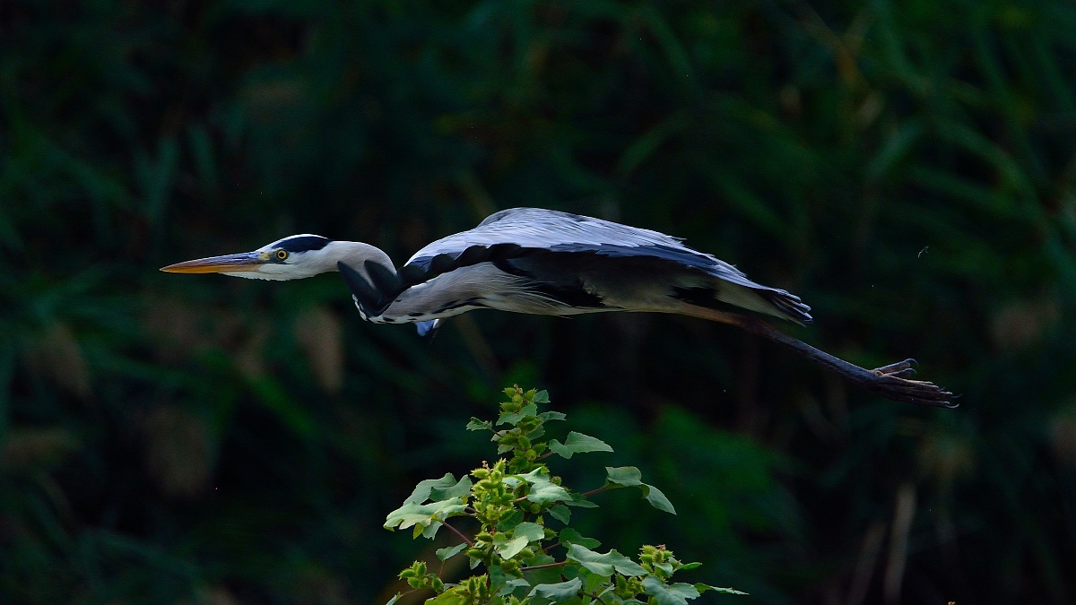 Salto del cespuglio ...