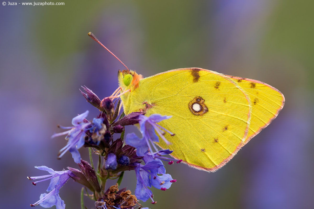 Colias crocea