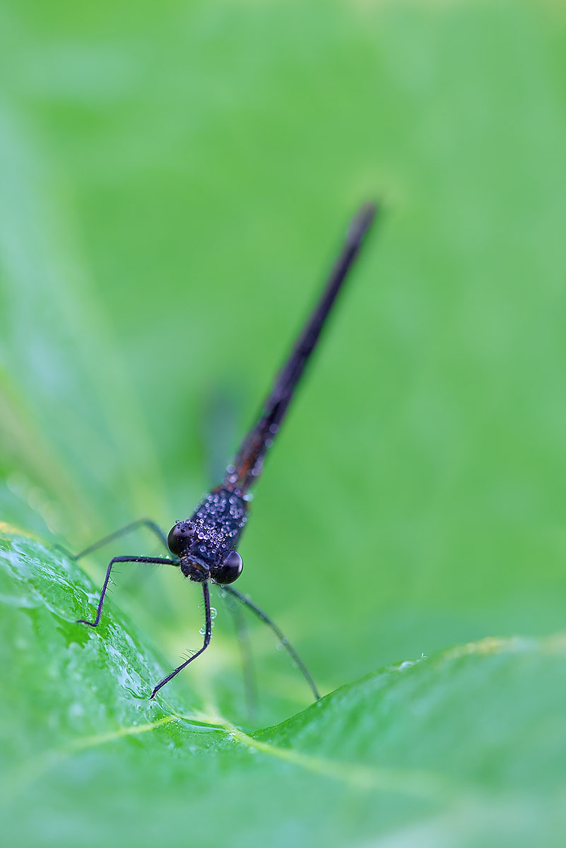 Calopteryx haemorrhoidalis