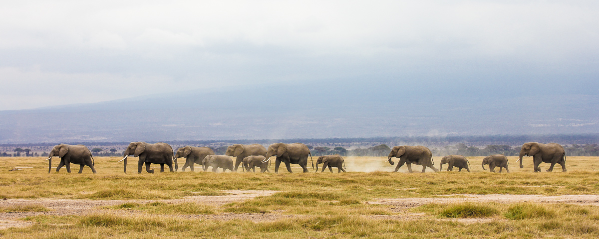 A walk in the bush (wide)