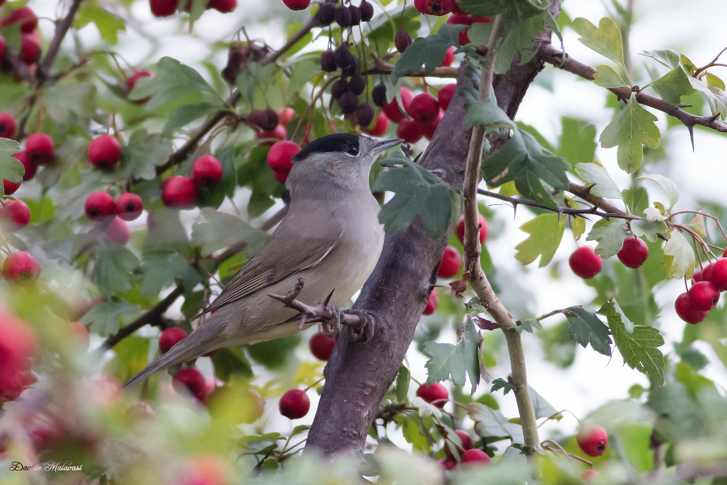Blackcap