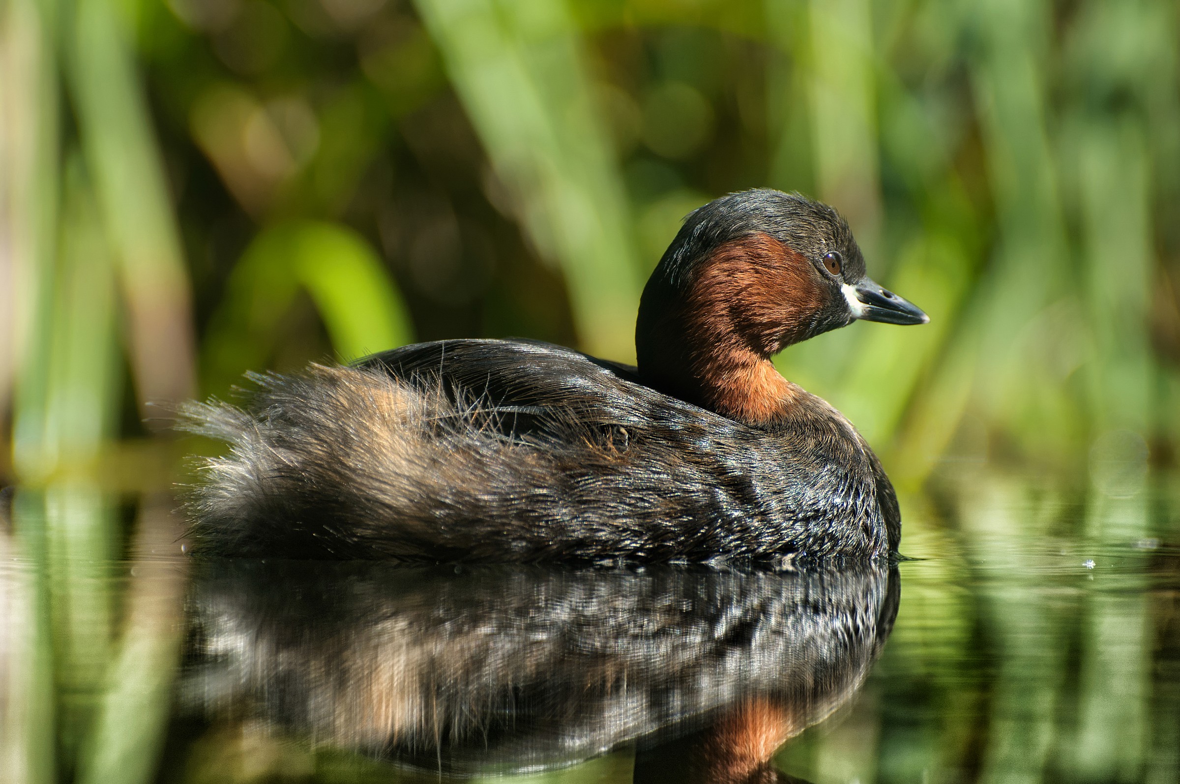 Little Grebe