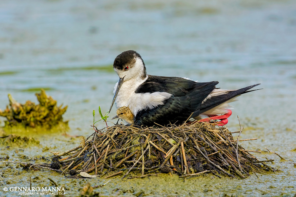 Knight of Italy (Himantopus stilt)