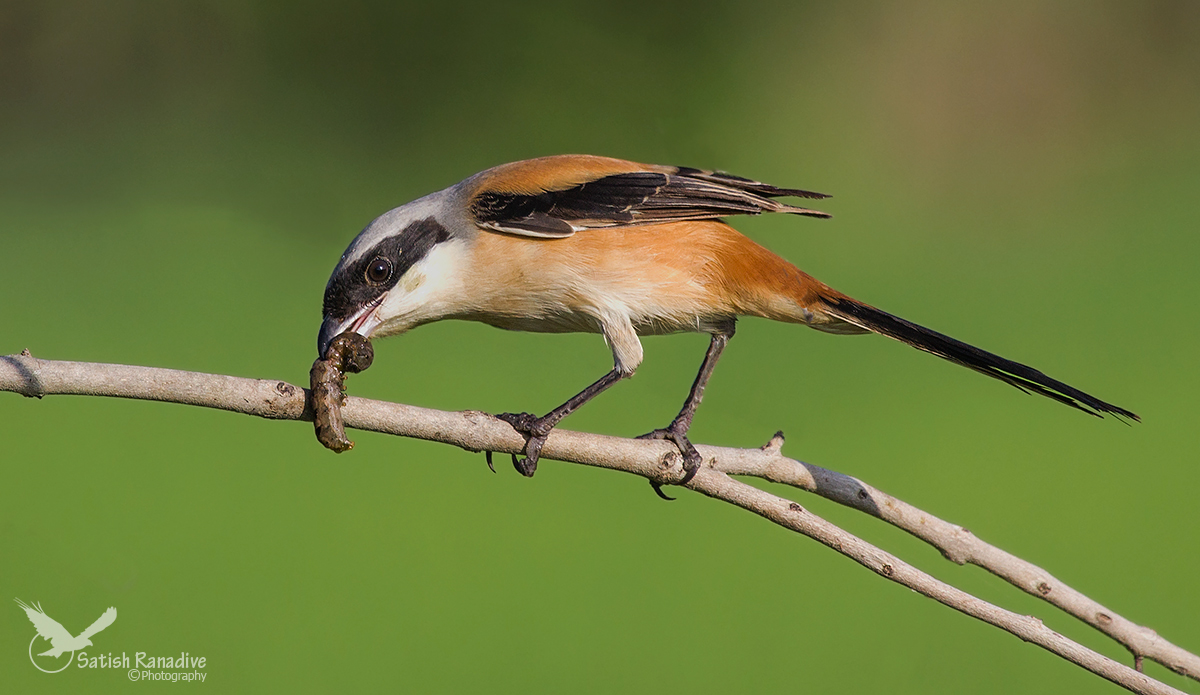 Long-tailed Shrike con cattura.