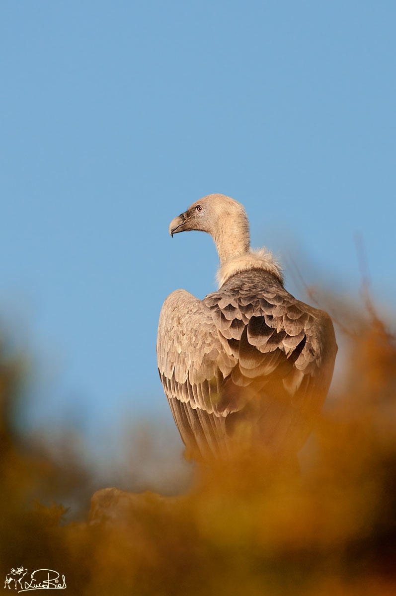 Grifone - Griffon vulture