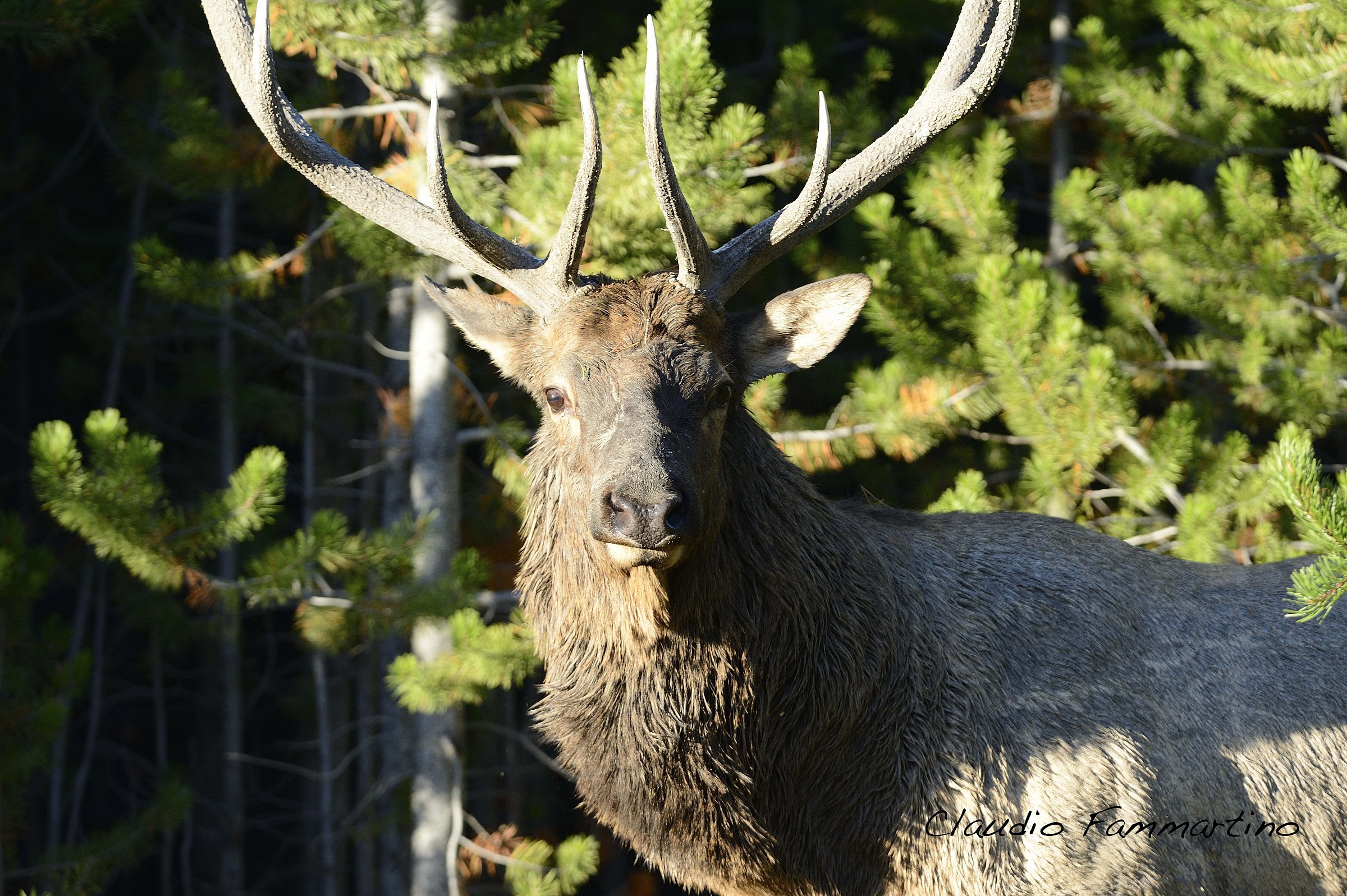 portrait of Wapiti