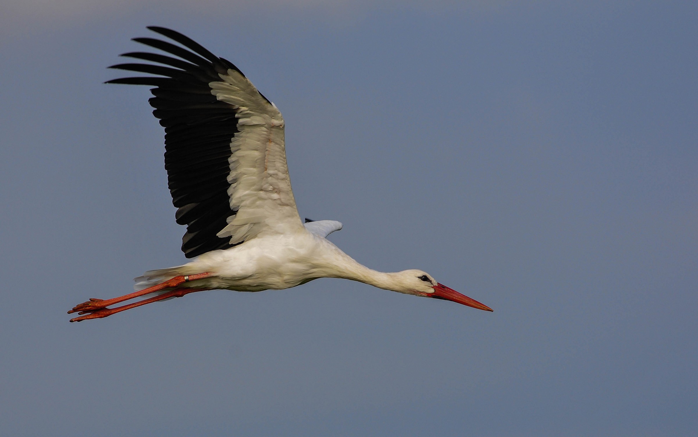 Stork in paddy