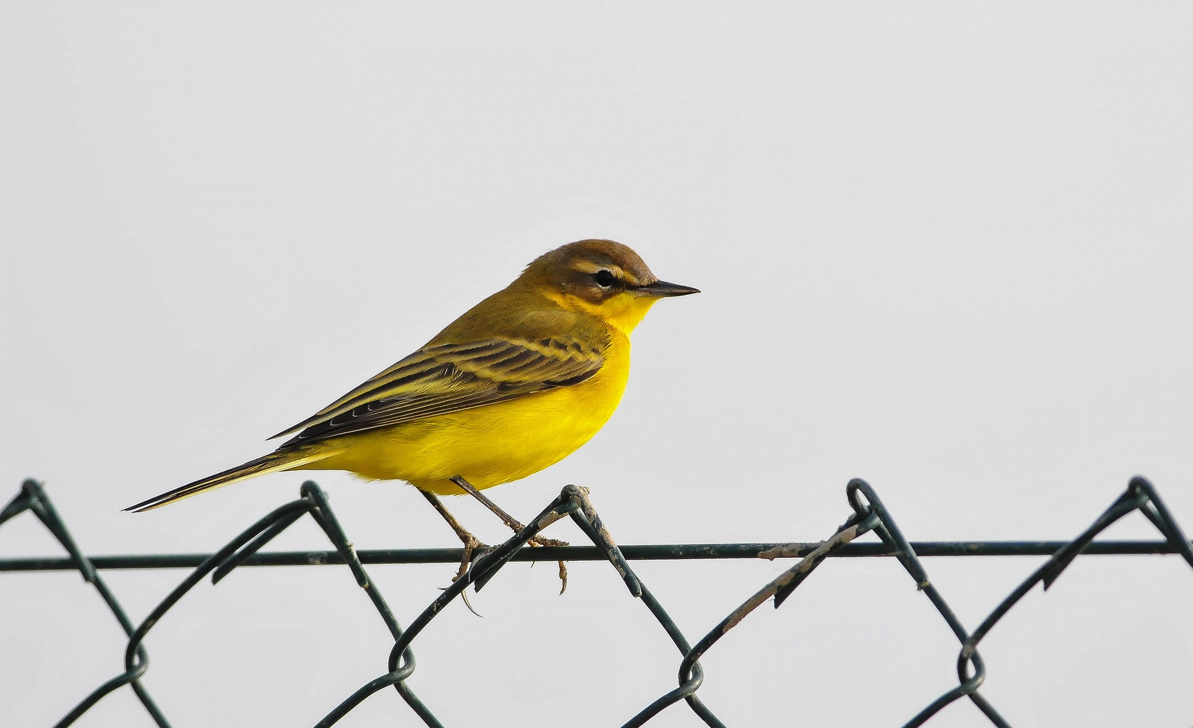 Yellow Wagtail