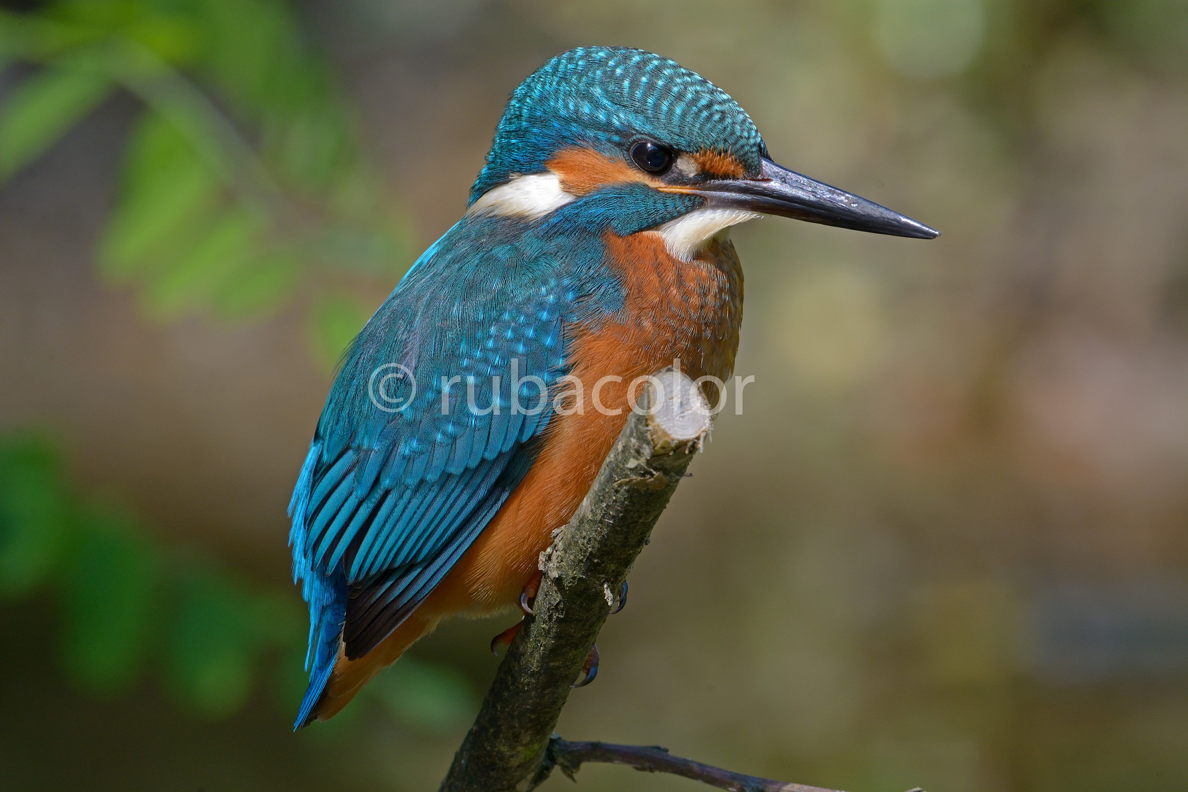 Un martino a settembre 2014