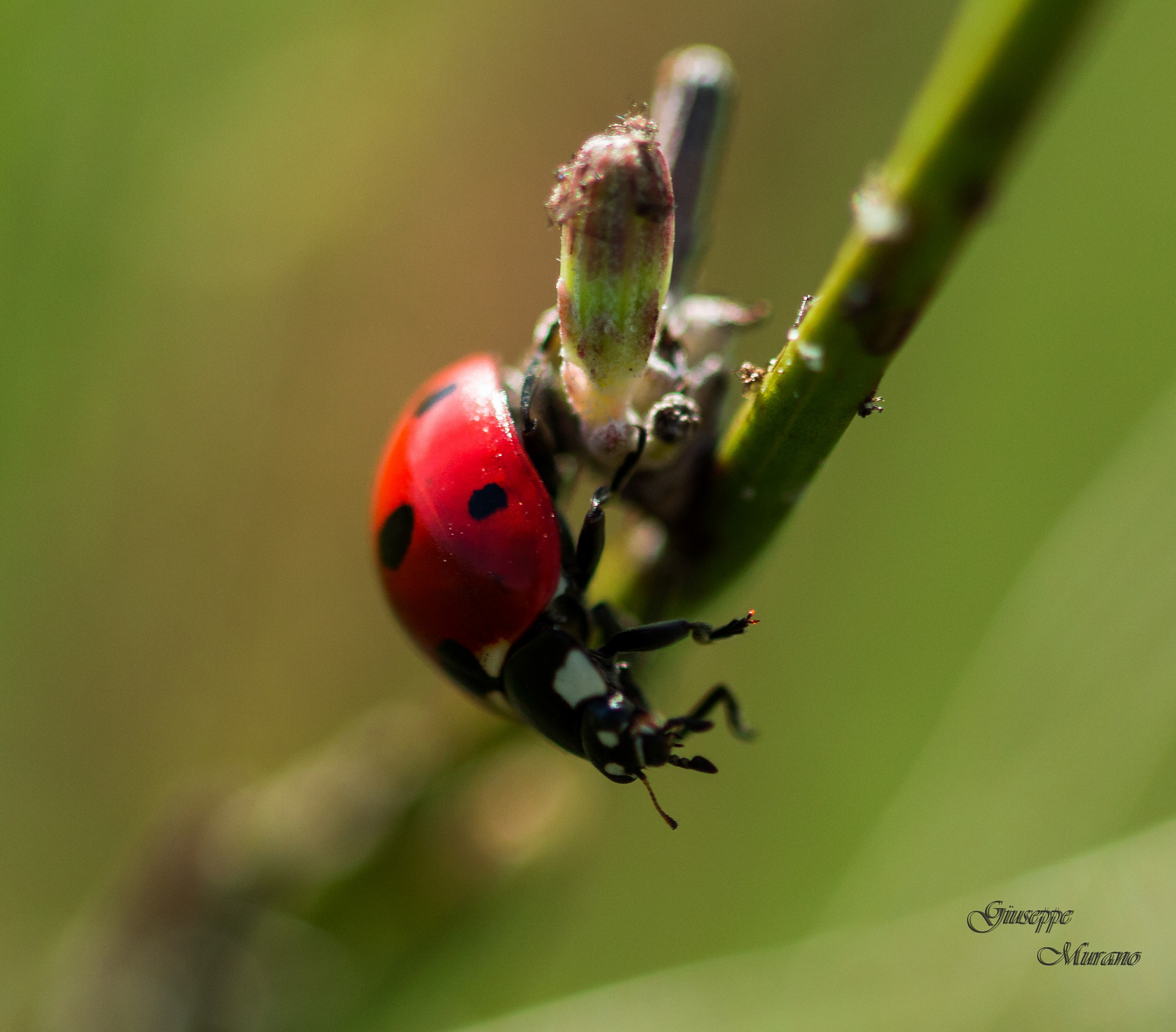 Acrobazie di una coccinella