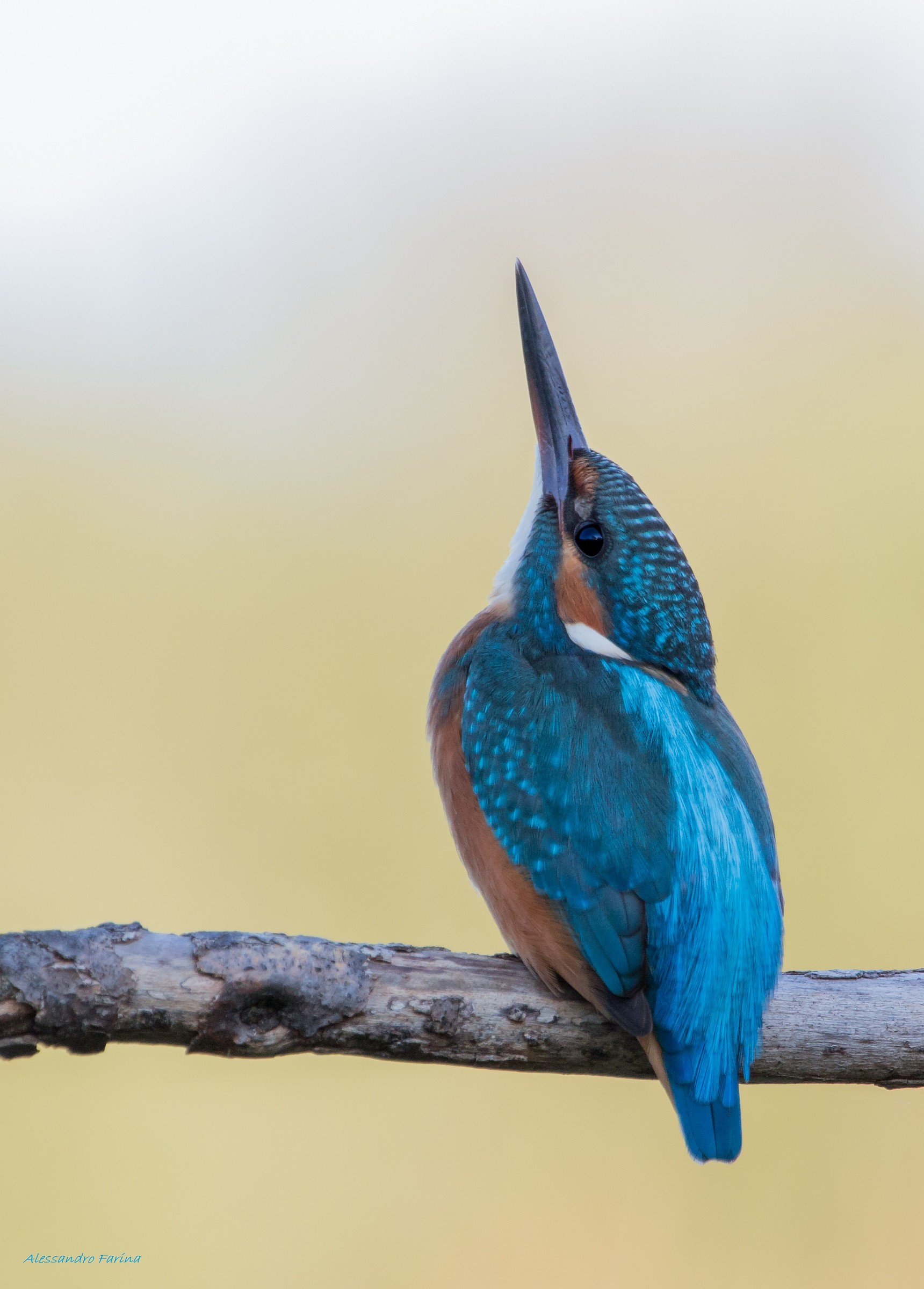 Almost as if the fish were flying ..