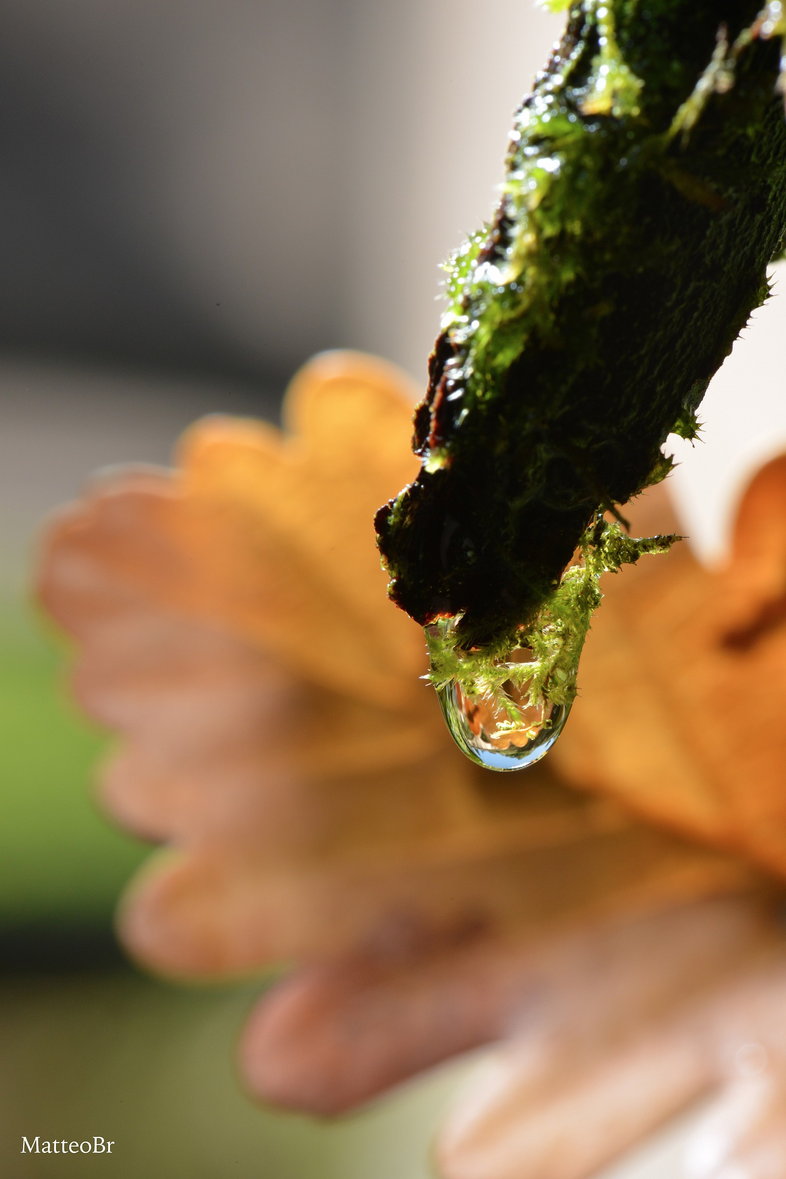 Il mondo in una goccia