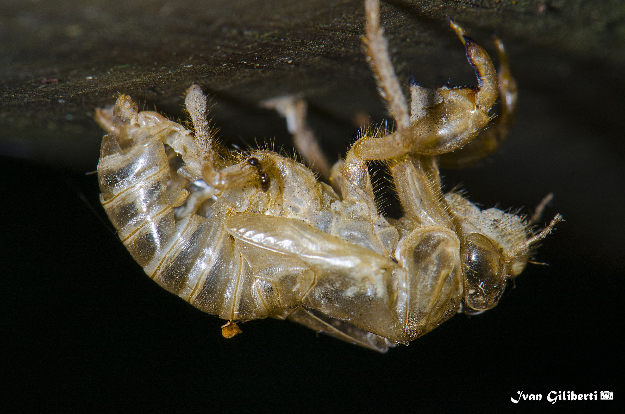 Exuvia di cicala dopo la muta
