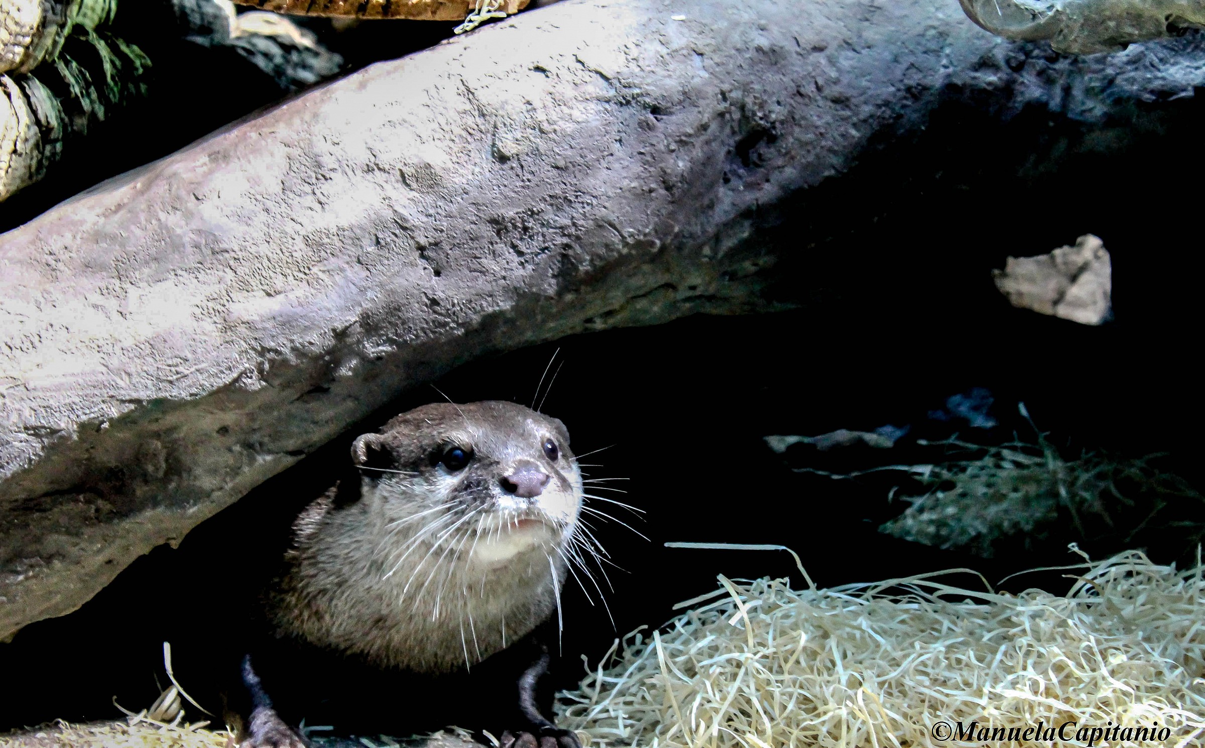 Otter