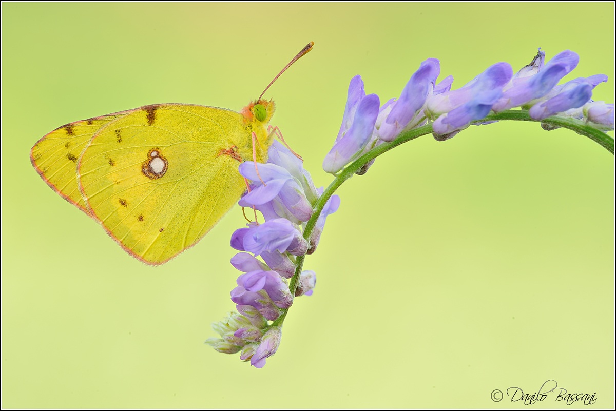Colias