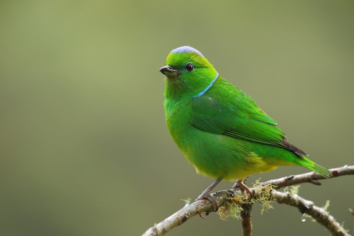 Tangara verde dai sopraccigli dorati