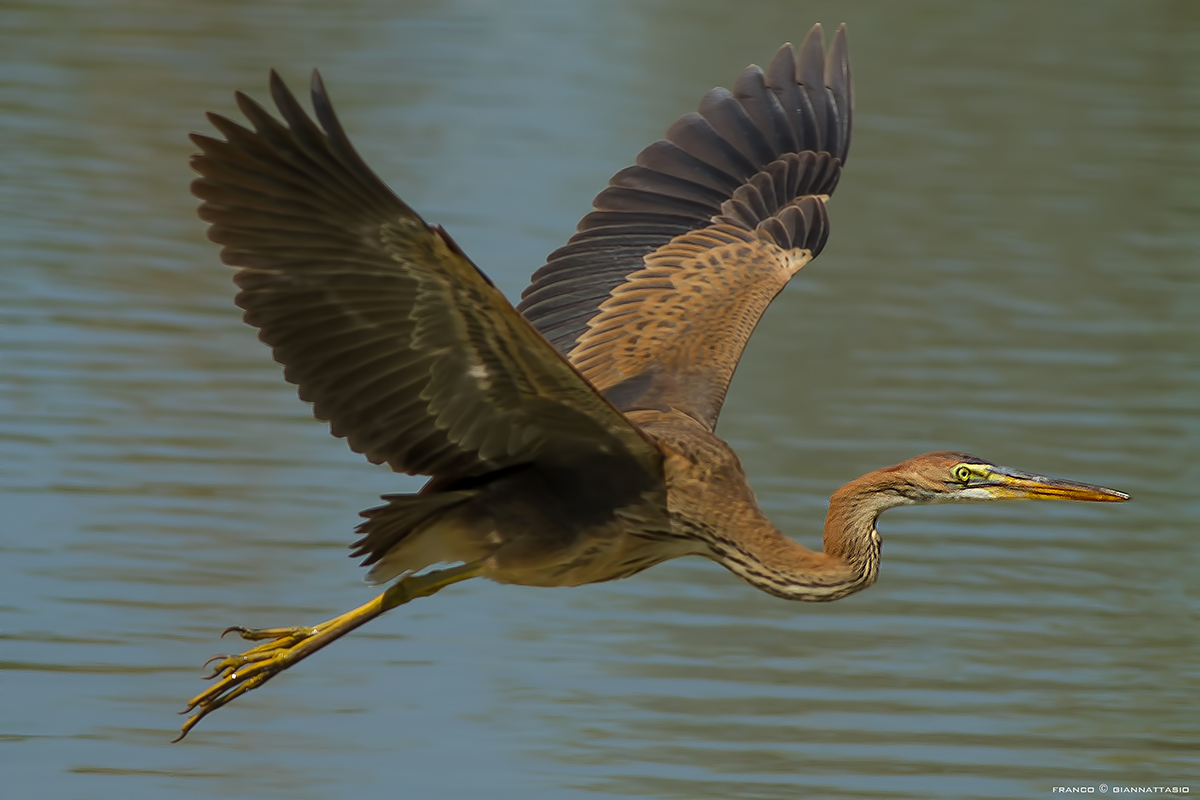 Purple Heron in flight.