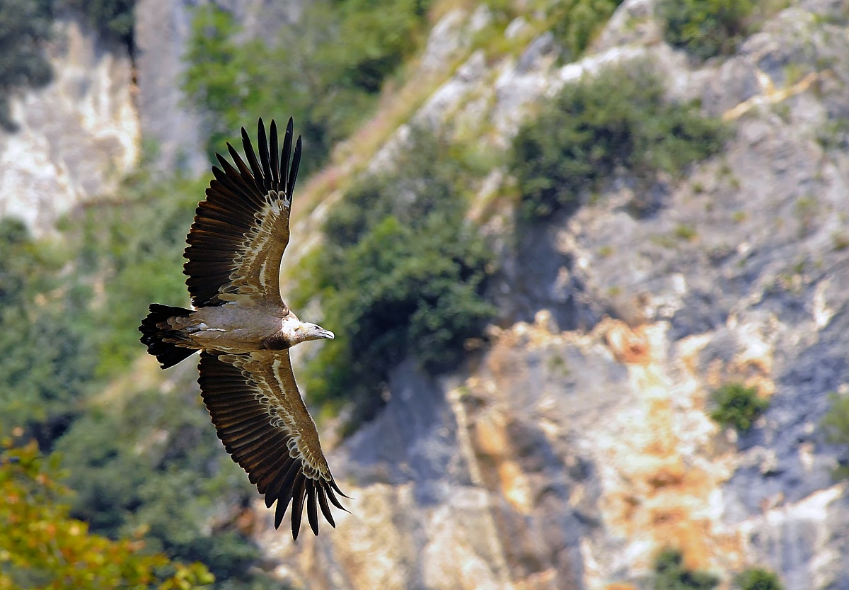 Griffon Vulture in flight