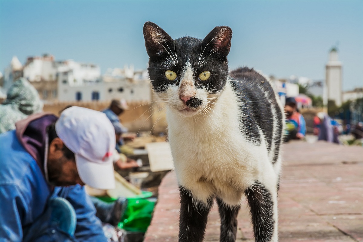 The boss of Essaouira