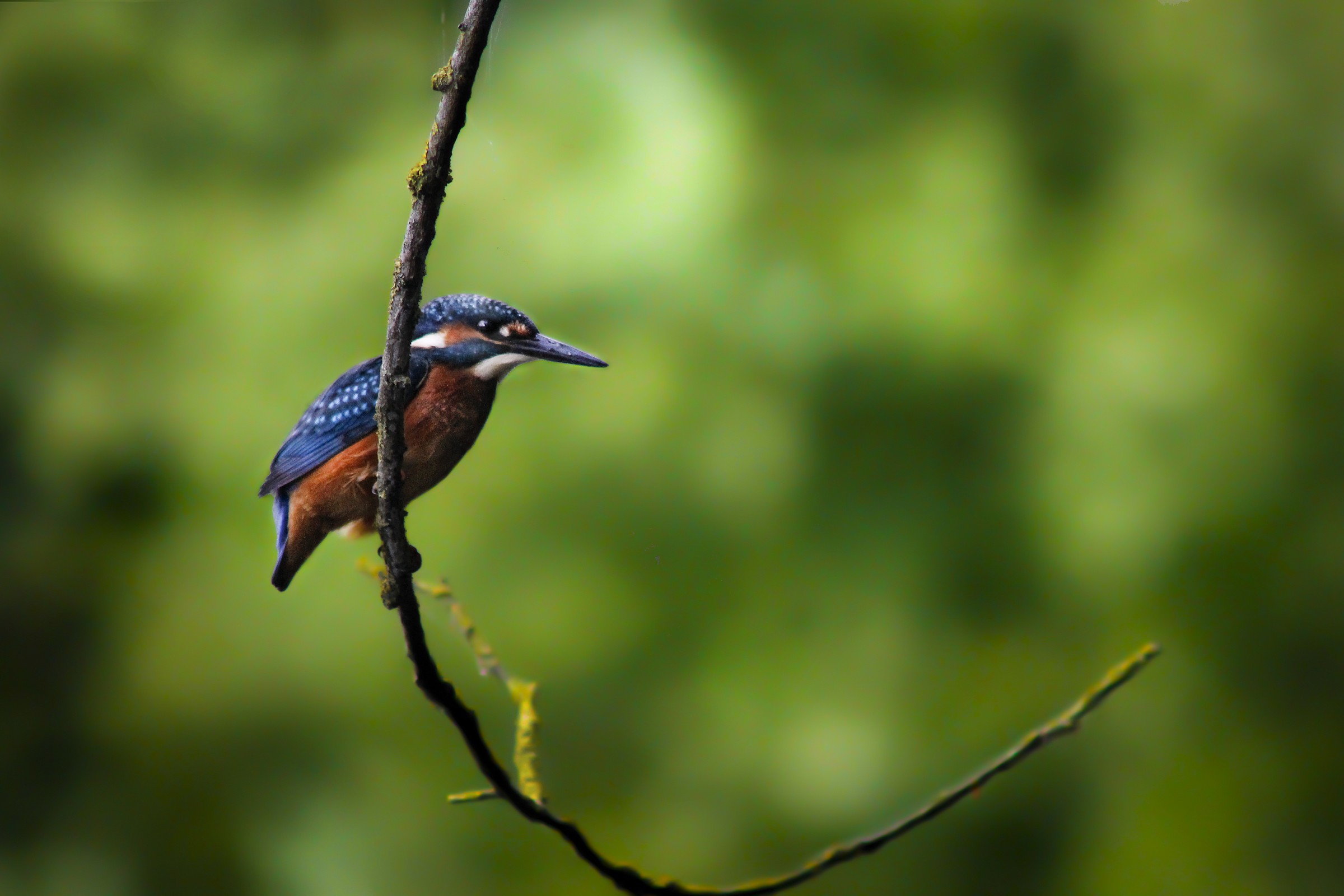 martin luther pescatore